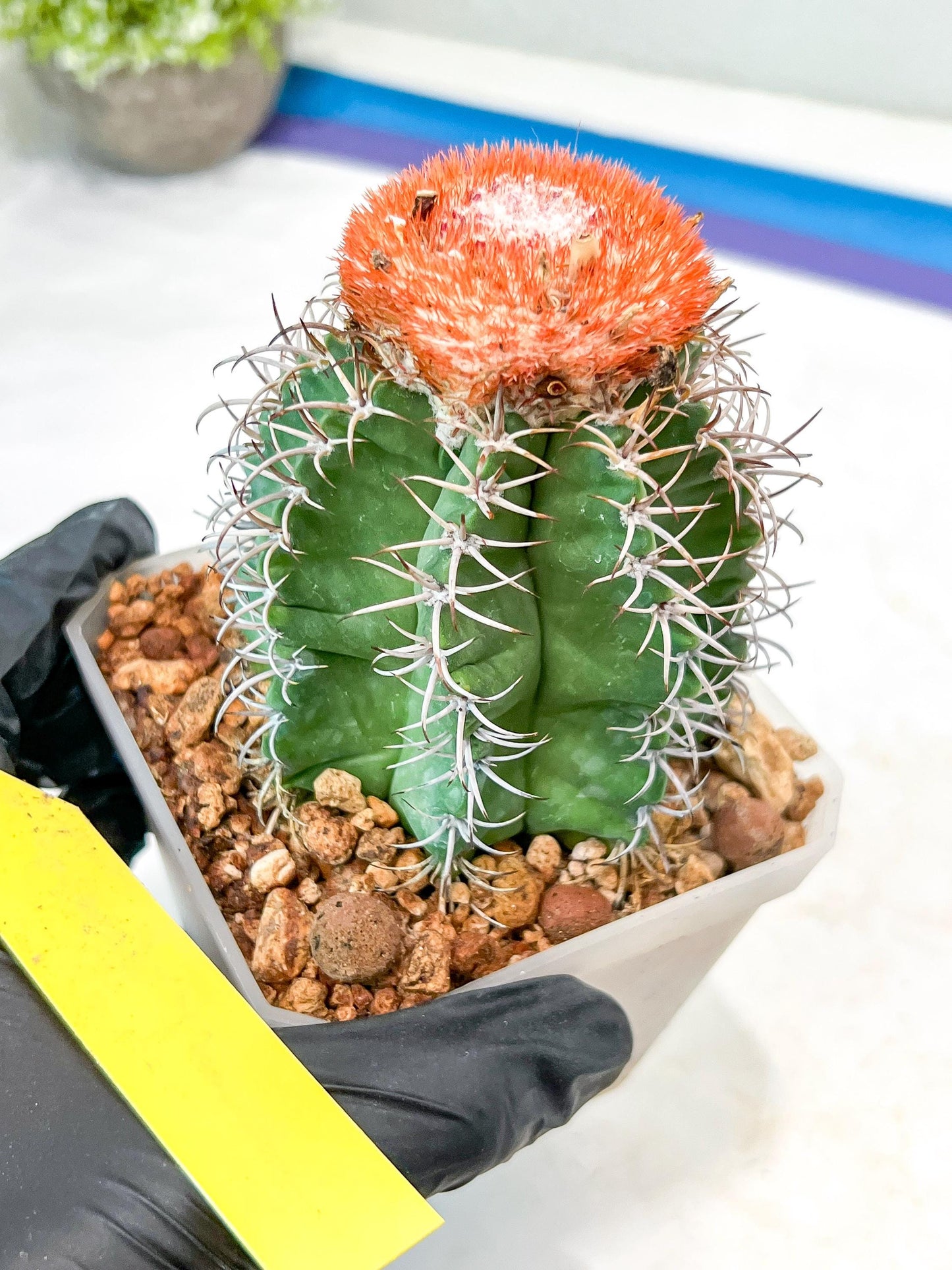 Cereus Geometrizans Matanzanus (Y-B) | Turks Cap Cactus | Melon Cactus