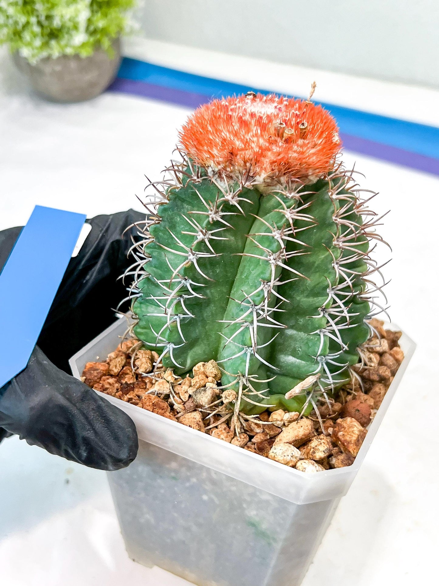 Cereus Geometrizans Matanzanus (Y-B) | Turks Cap Cactus | Melon Cactus