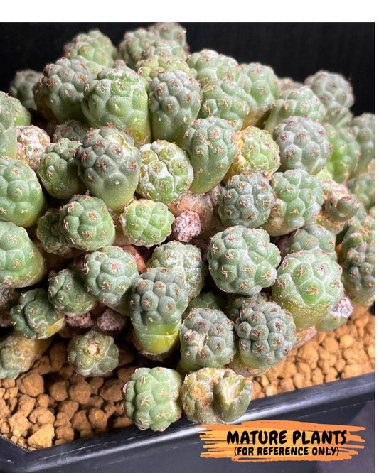 Maihueniopsis Puna Bonnieae | Imported Cactus