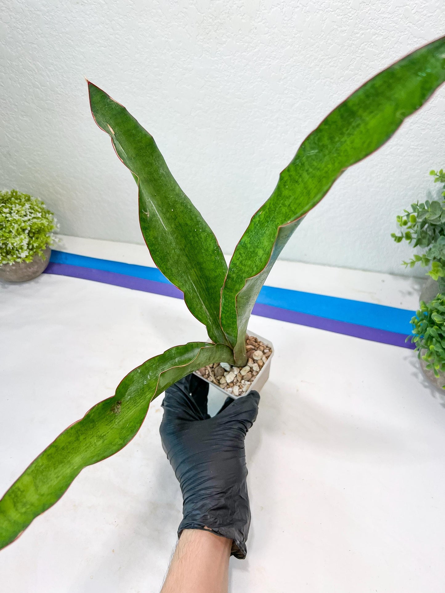 Sansevieria Jeune Matcha| Imported Snake Plants | New Hybrids