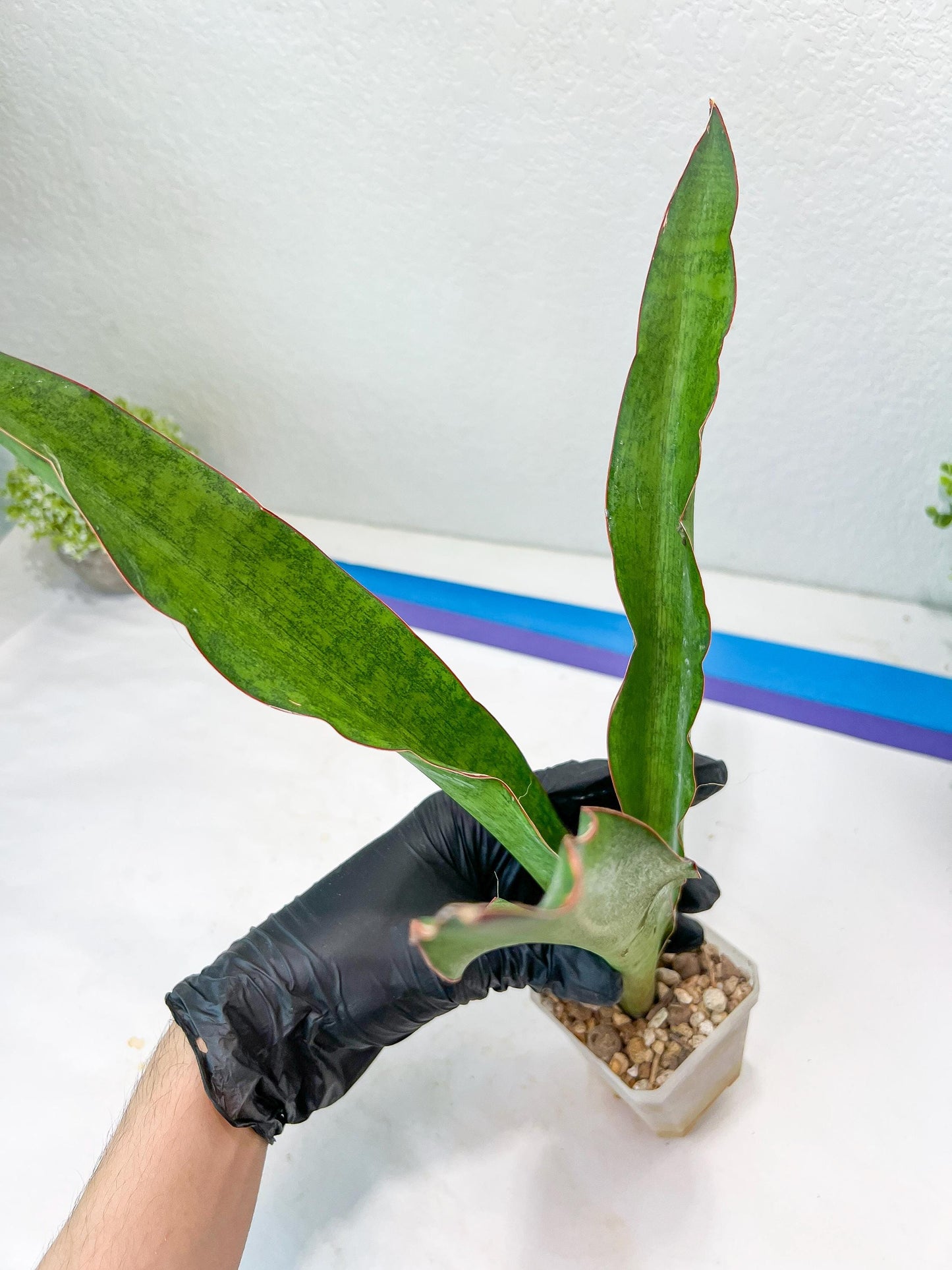 Sansevieria Jeune Matcha (Blue) | Imported Snake Plants