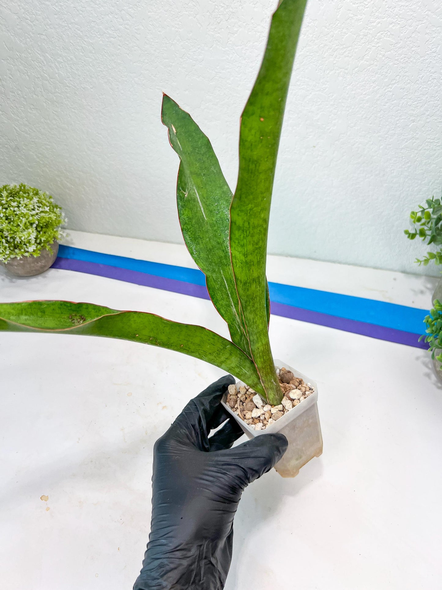 Sansevieria Jeune Matcha| Imported Snake Plants | New Hybrids