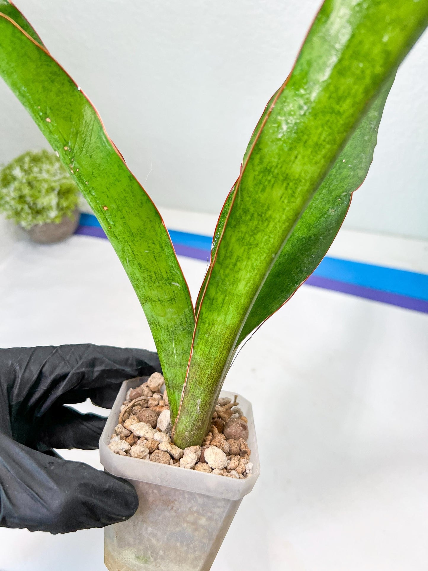 Sansevieria Jeune Matcha| Imported Snake Plants | New Hybrids