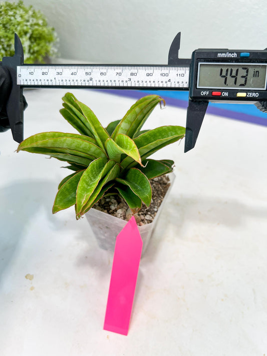 Sansevieria AFF Nalika (H22) | Imported Plants | Rare Hybrid Species