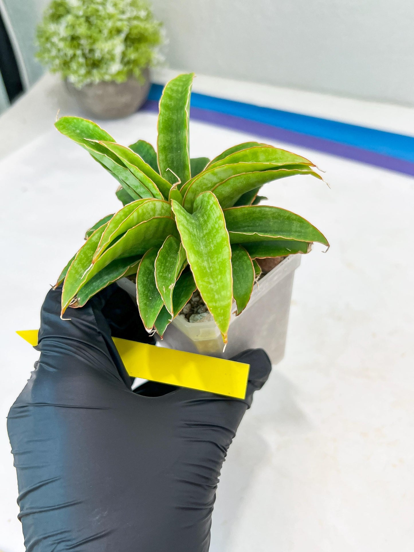 Sansevieria AFF Nalika (H22) | Imported Plants | Rare Hybrid Species