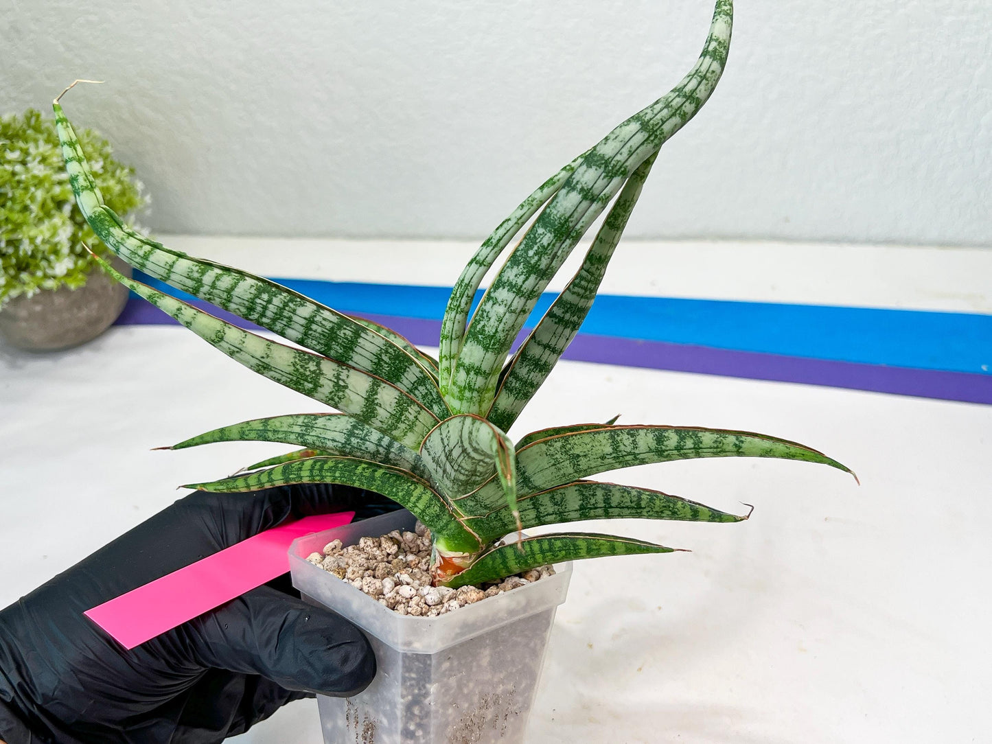 Sansevieria Nogo Geni (H23) | Imported Hybrid