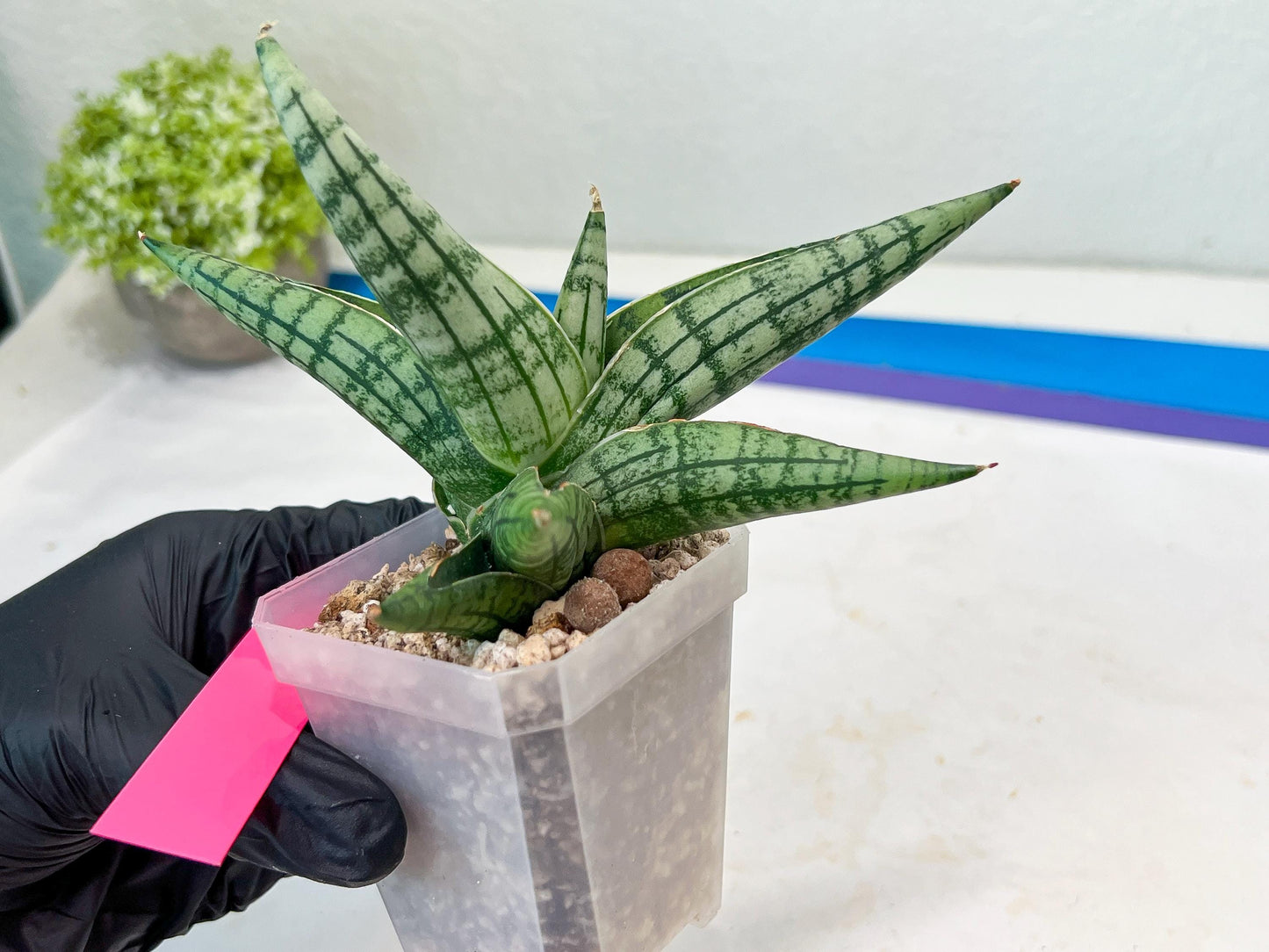Sansevieria Spartagus (H8) | Discover a One-of-a-Kind Plant | 2" Pot