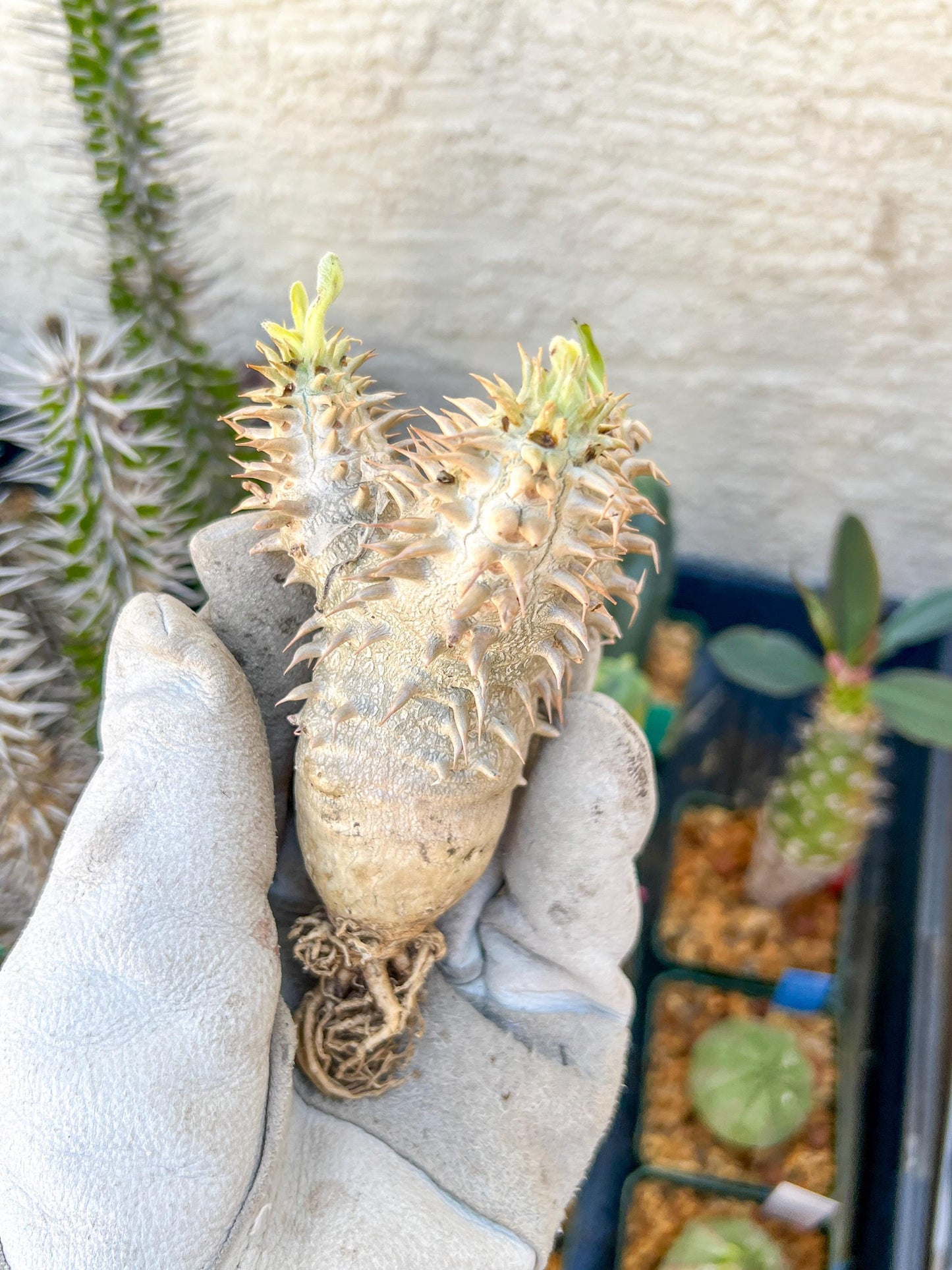 Bevicaule Baker (#3~4) | Imported Plants