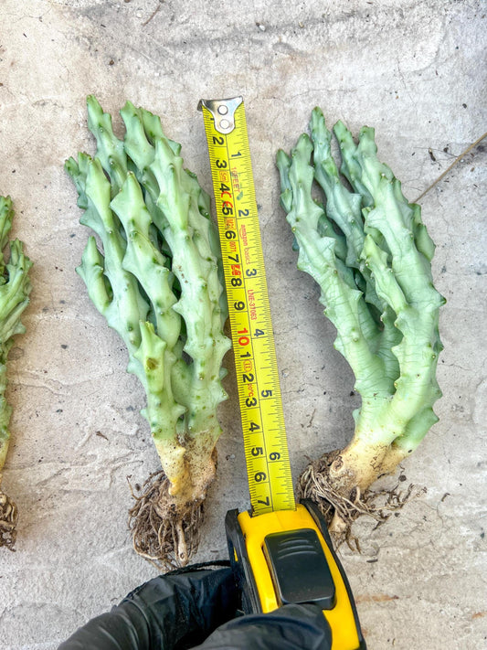 Caralluma Socotrana (#V8) | Rare Cactus | Starfish Flower | 5~6 Inch Tall