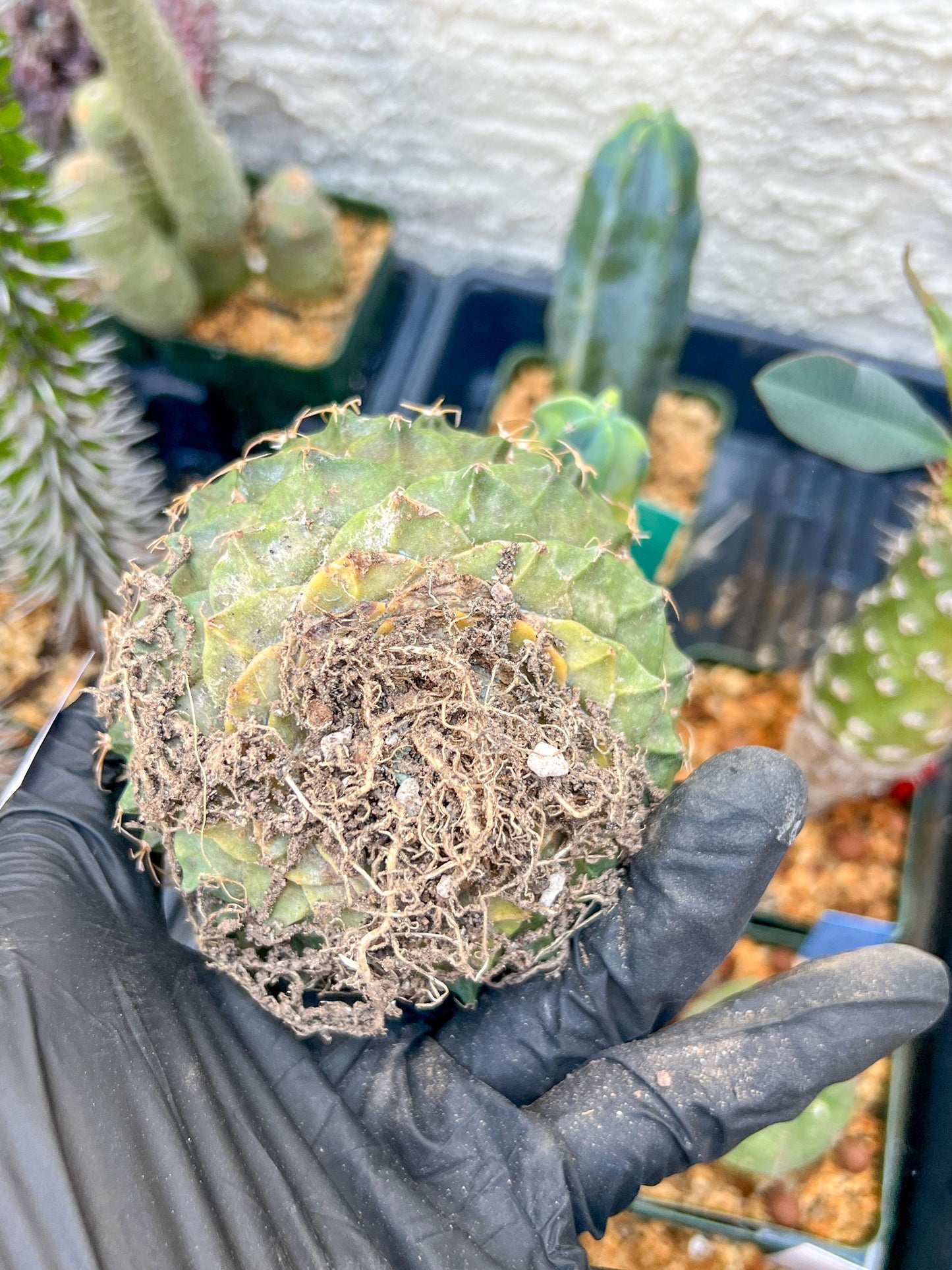 echeveria Cactus (#1~2) | Imported Cactus | Rare Succulent