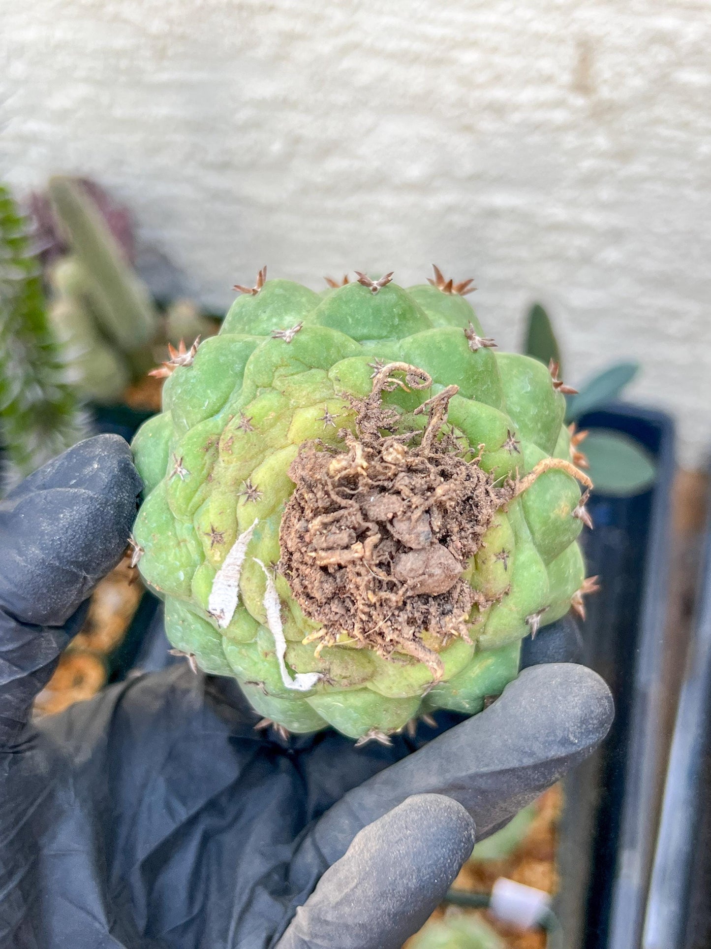 Mature Coryphantha Tanshi (#1-#3) | Imported Cactus