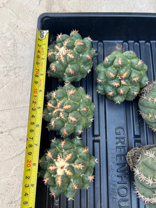 Mature Coryphantha Tanshi (#1-#3) | Imported Cactus