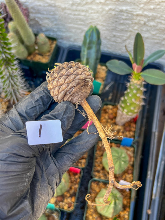 Euphorb Bupleurifolia | Imported- 3 month warranty