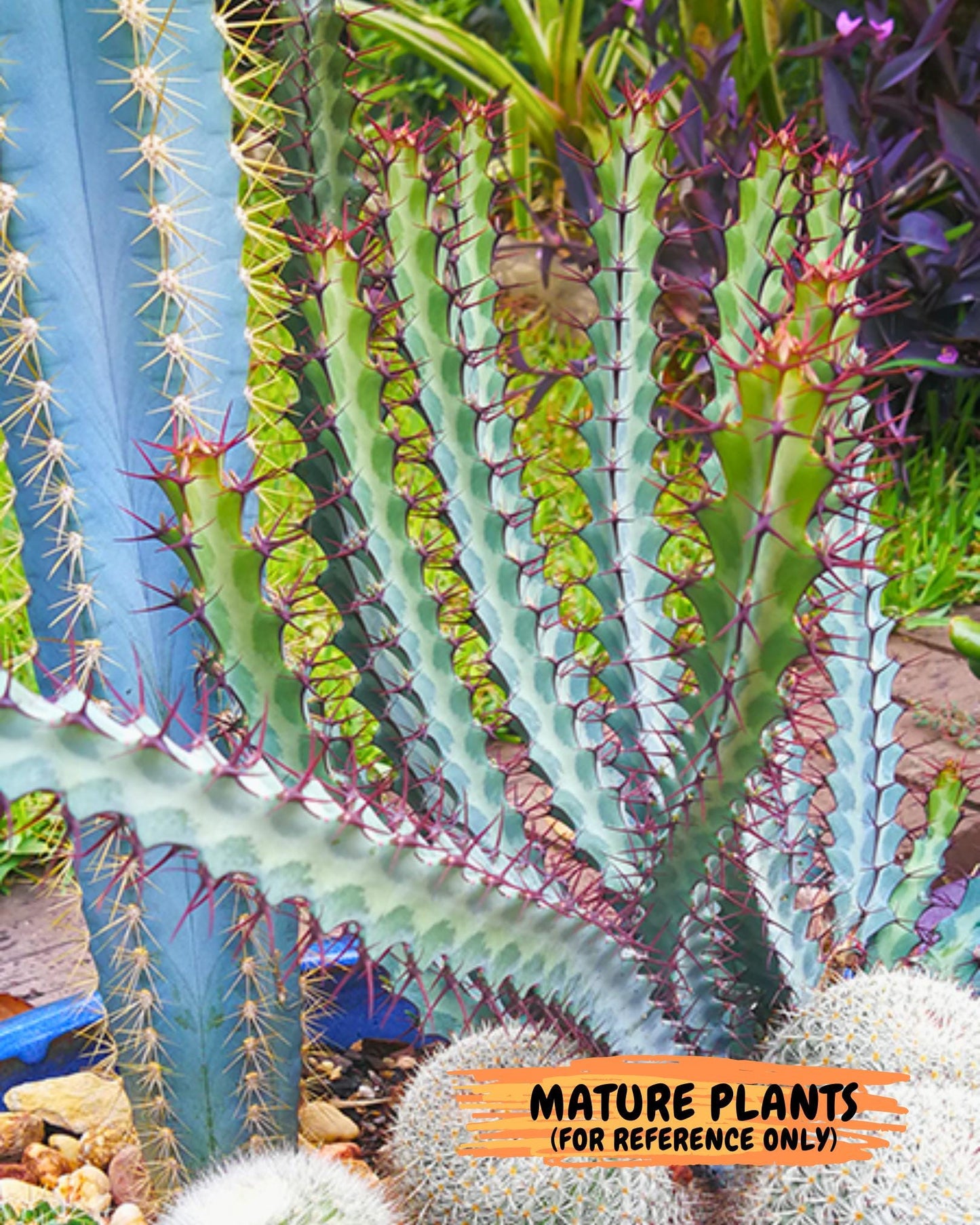 euphorbia greenwayi Cluster (#1) | Imported Cactus