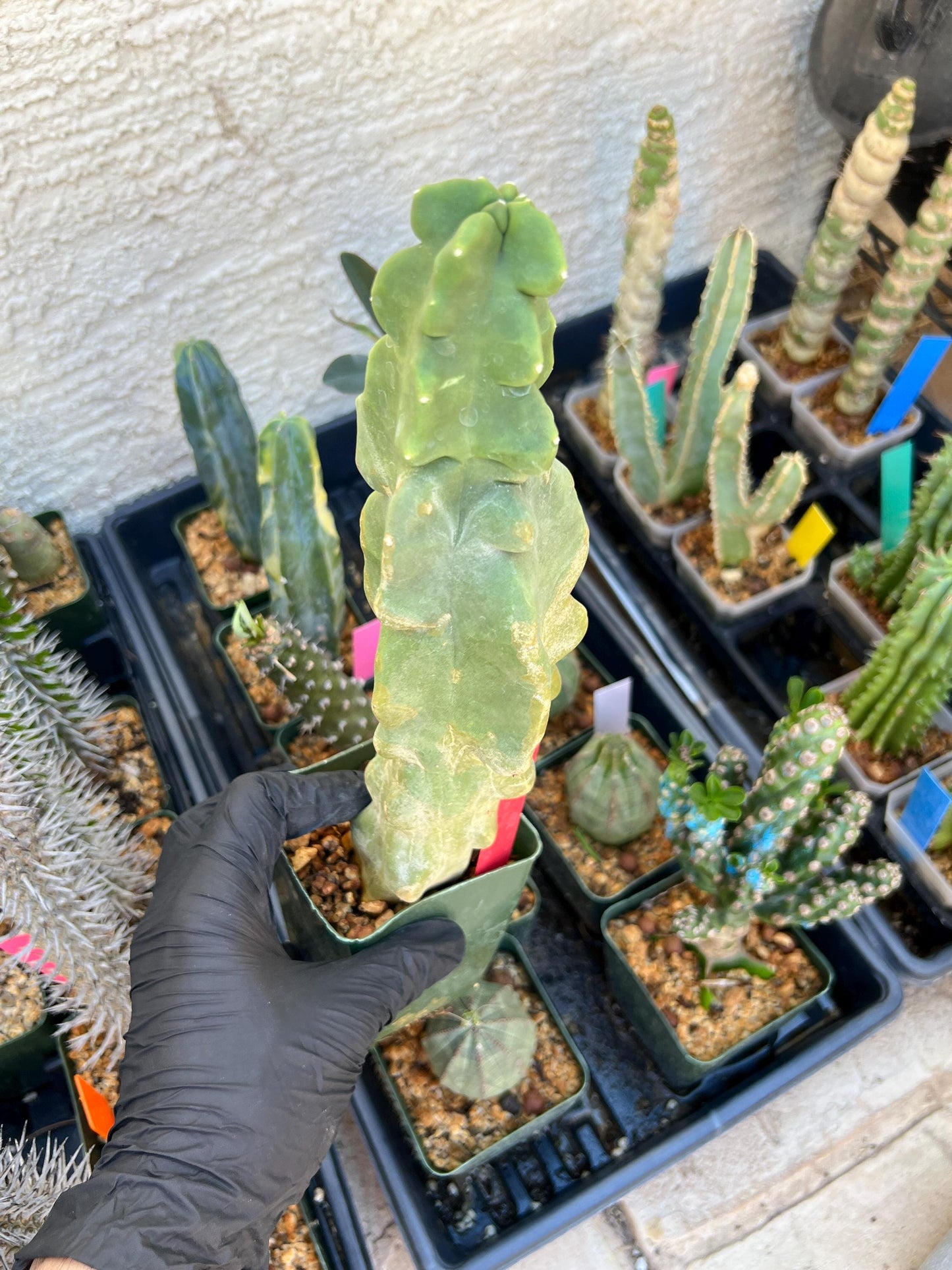 Lophocereus Schottii Monstrose (W-R) | Imported Cactus | Rare Succulent
