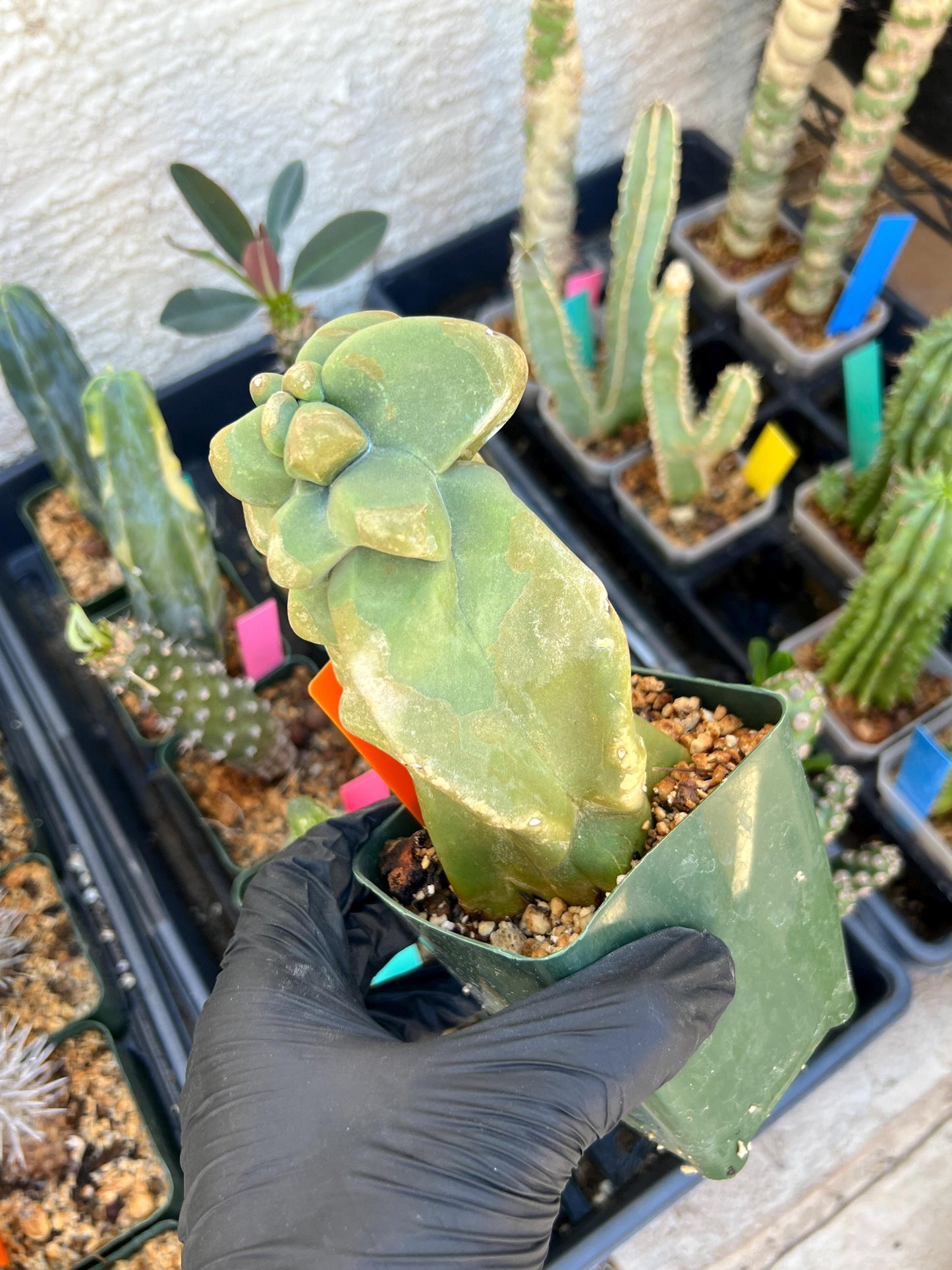 Lophocereus Schottii Monstrose (PY-O) | Imported Cactus