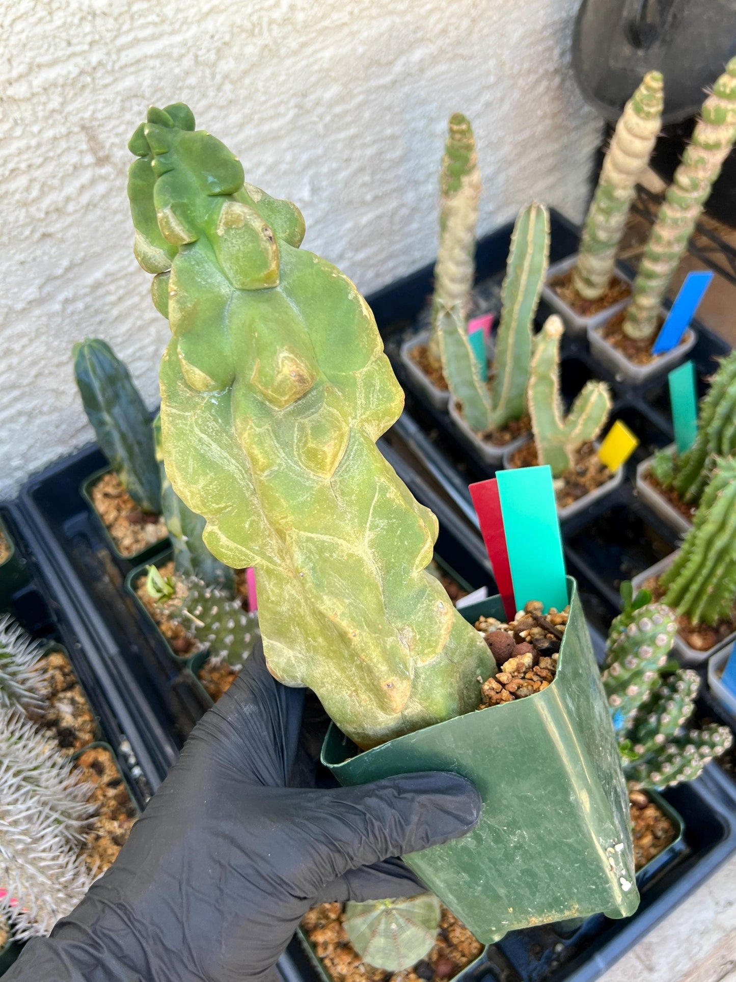 Lophocereus Schottii Monstrose (By-Gr) | Imported Cactus