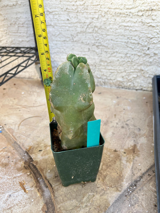 Lophocereus Schottii Monstrose (Green) | Imported Cactus