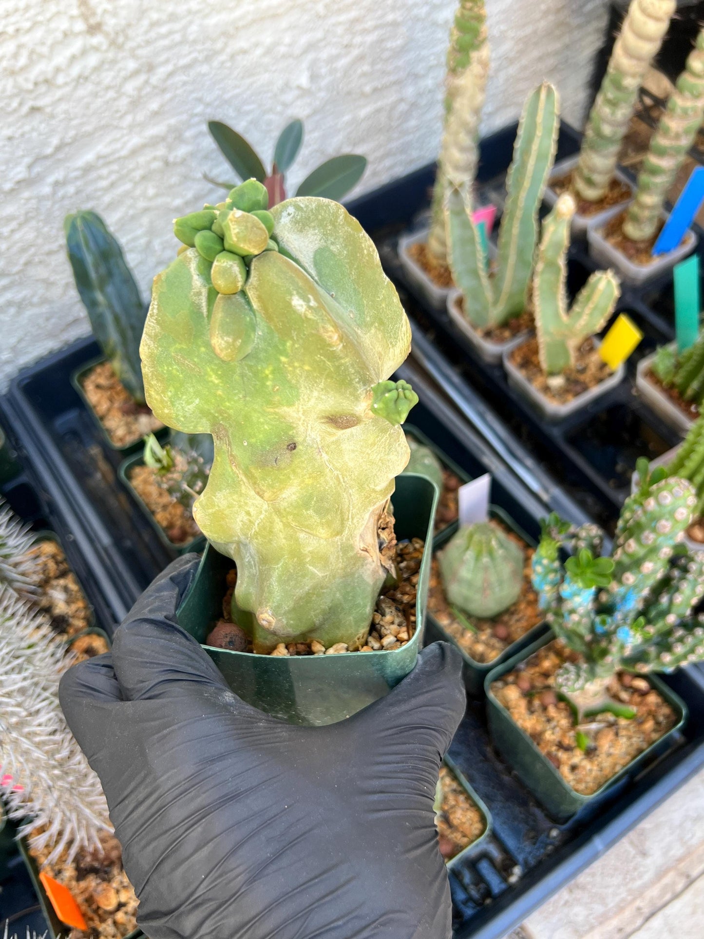 Lophocereus Schottii Monstrose (Green) | Imported Cactus
