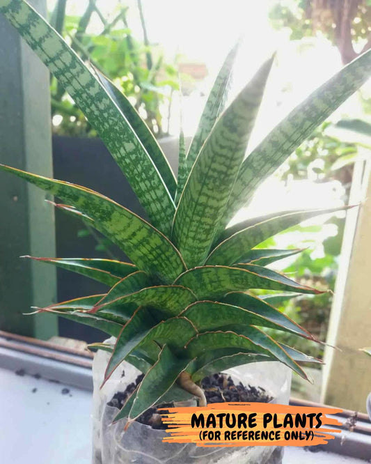 Sansevieria Cordova x Moonshine (#Ba12) | Imported Plants