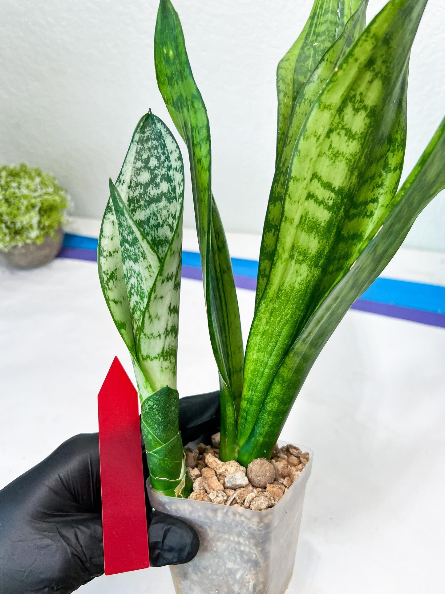 Sansevieria Moonshine Mutant (R) | Imported Plants
