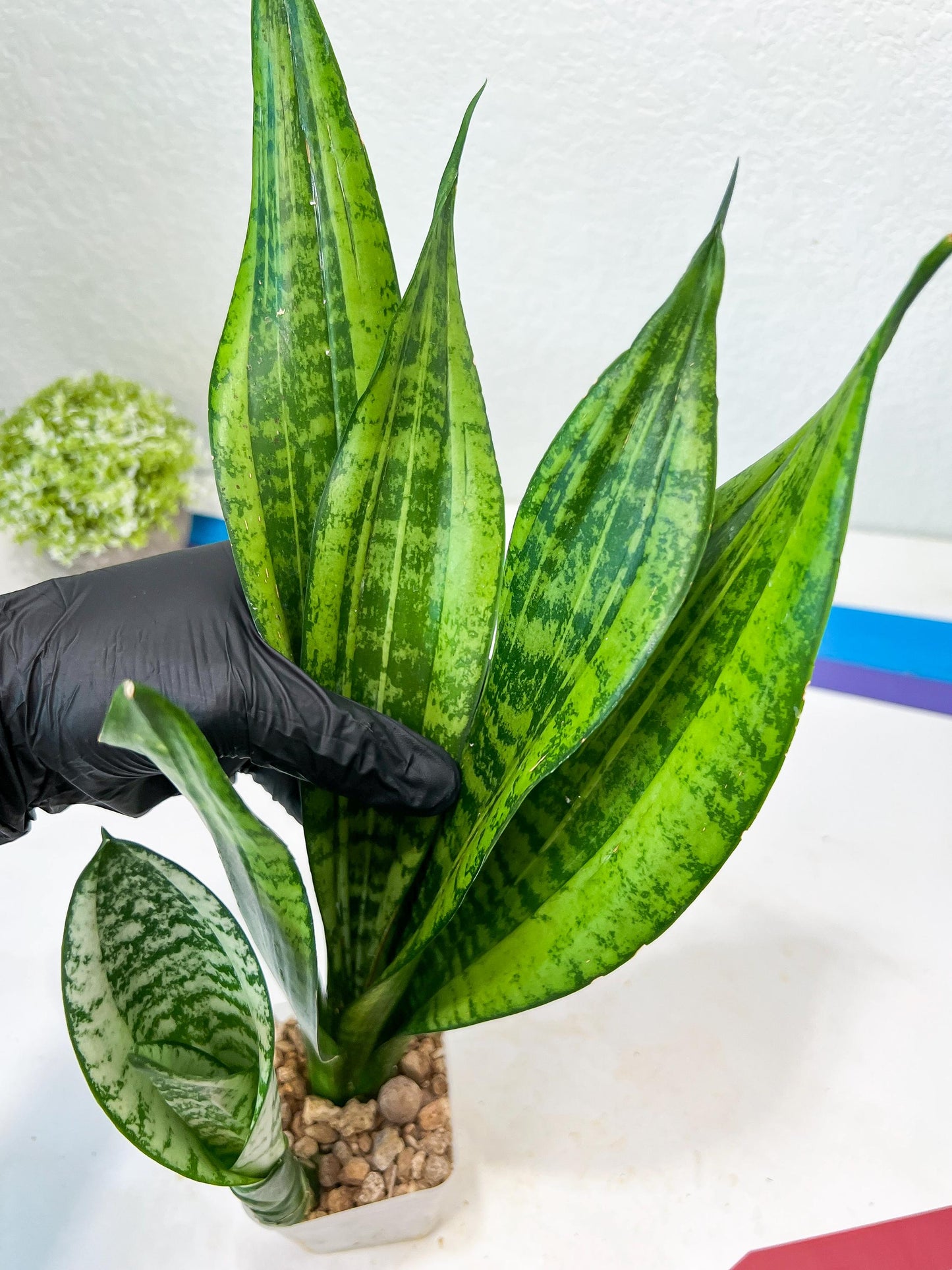 Sansevieria Moonshine Mutant (R) | Imported Plants