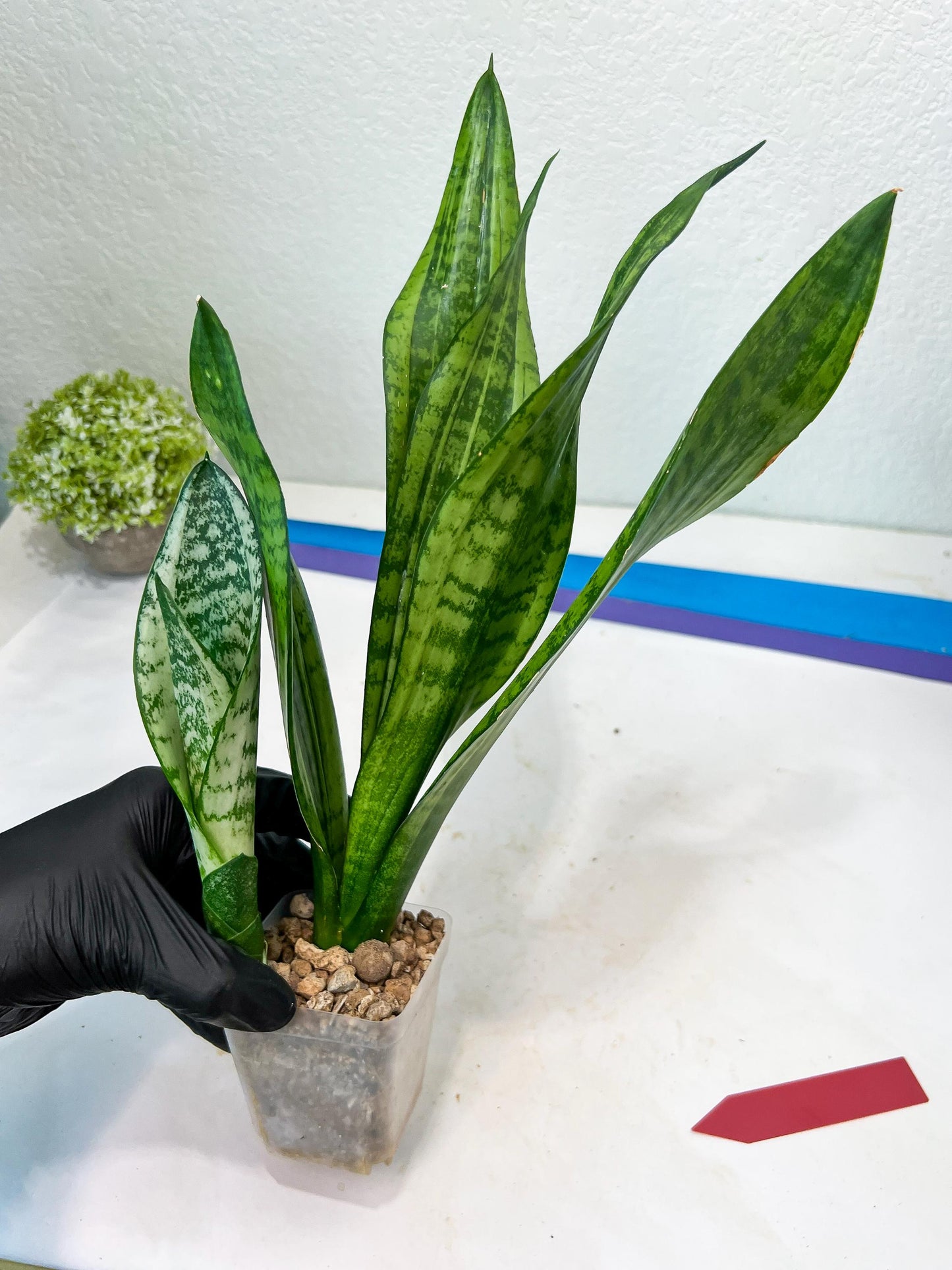 Sansevieria Moonshine Mutant (R) | Imported Plants