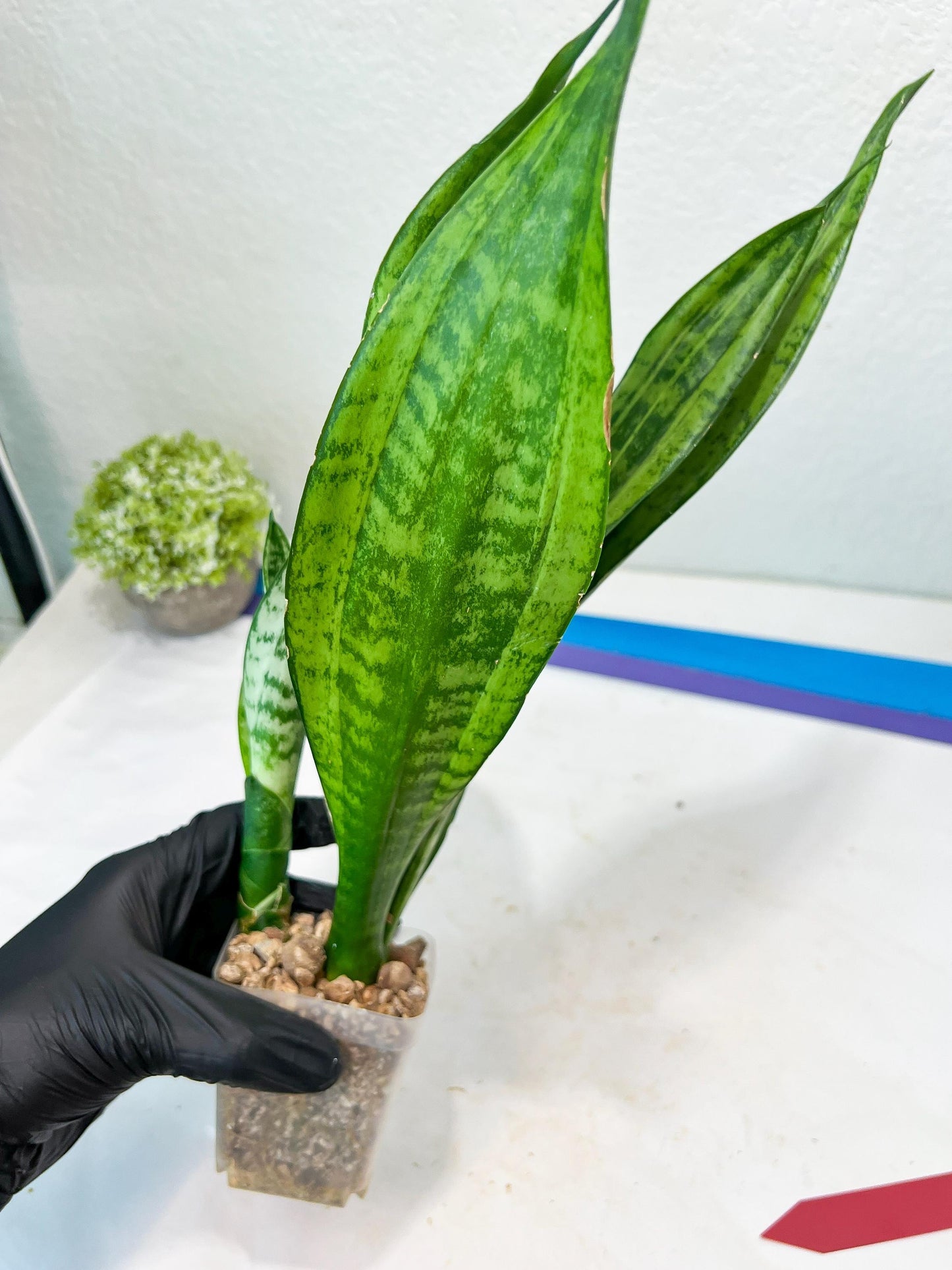 Sansevieria Moonshine Mutant (R) | Imported Plants