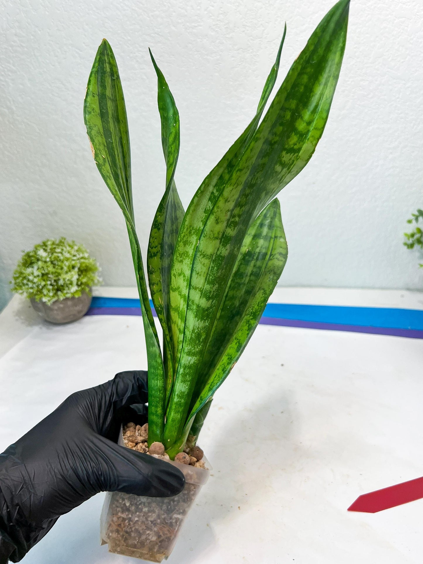 Sansevieria Moonshine Mutant (R) | Imported Plants