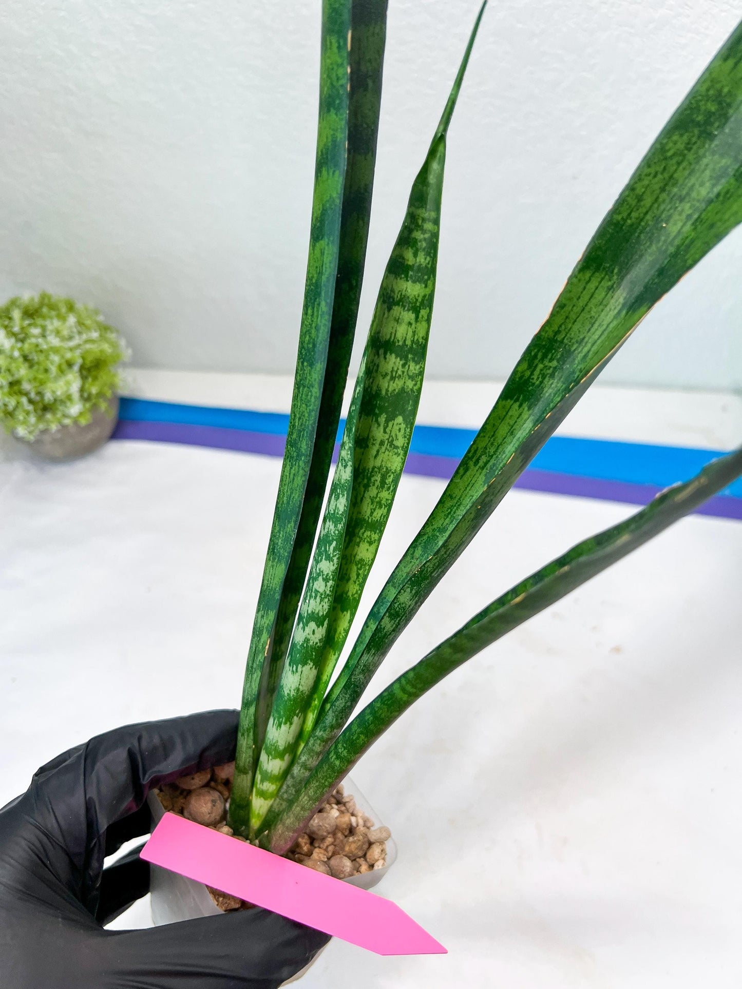 Sansevieria Parva Stick Type 2 | Imported Plants | Rare Hybrid Species