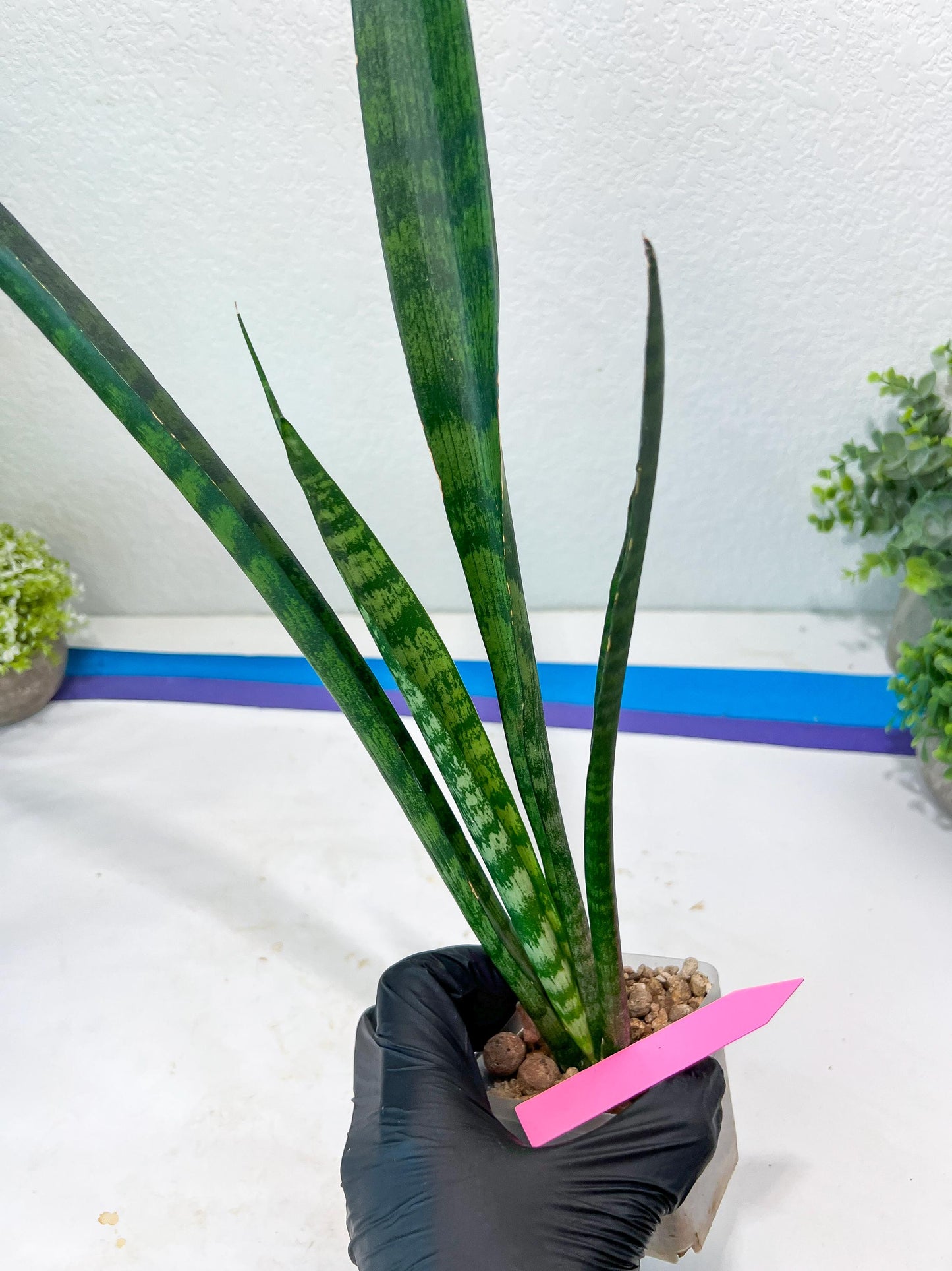 Sansevieria Parva Stick Type 2 | Imported Plants | Rare Hybrid Species