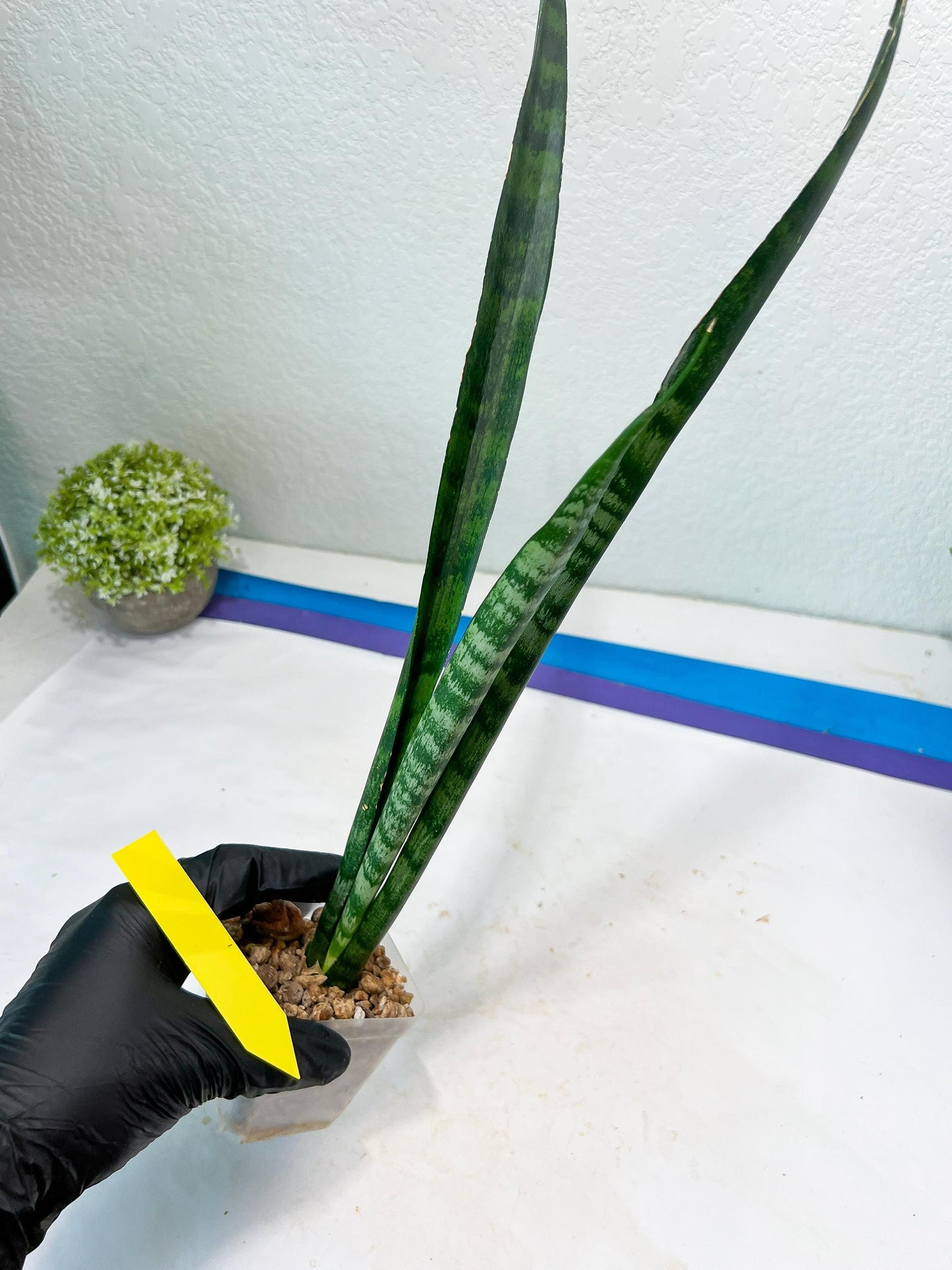 Sansevieria Parva Stick Type 2 | Imported Plants | Rare Hybrid Species
