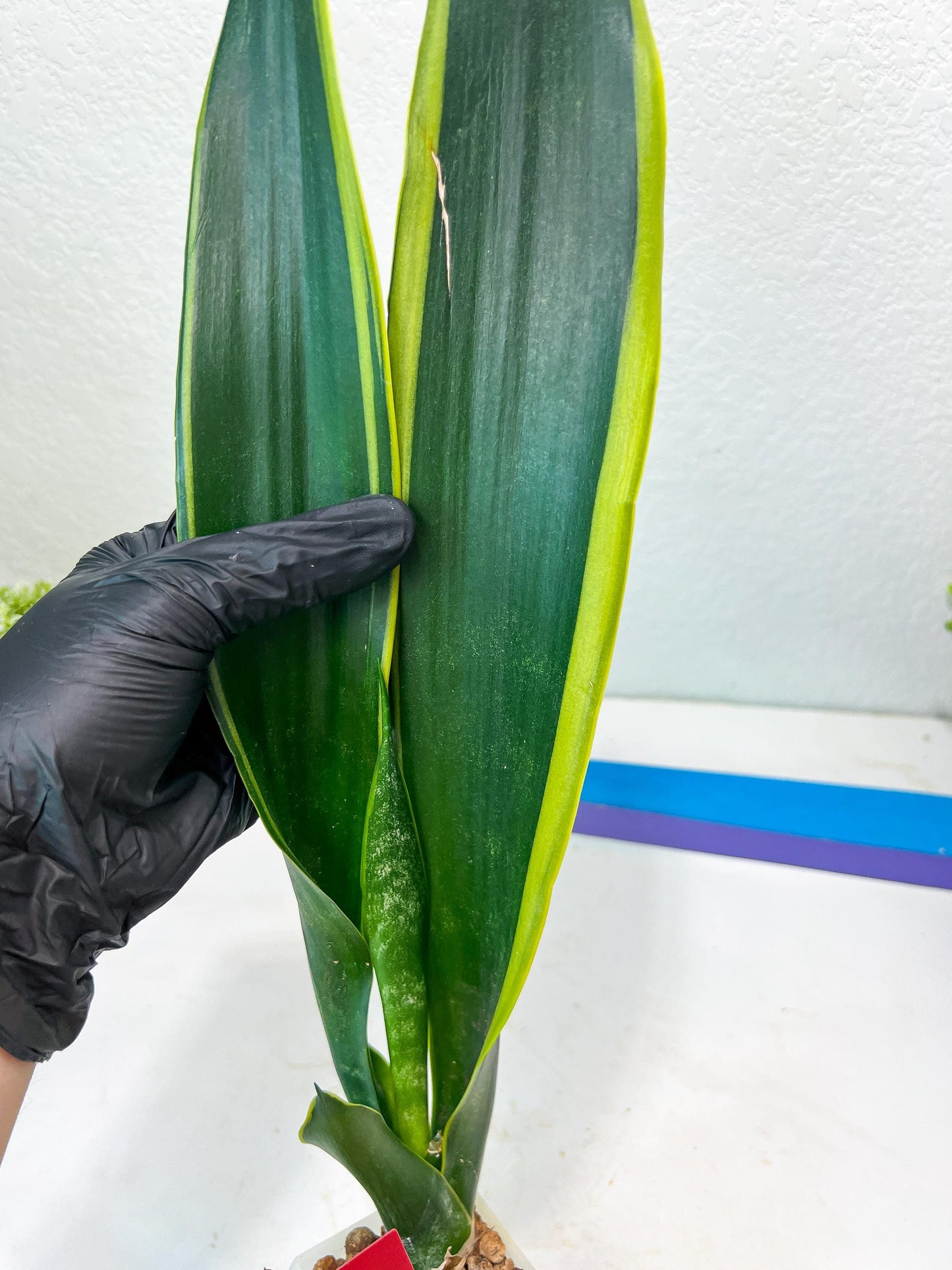 Sansevieria Trifasciata Lillian True Oil (G2) | Imported Plants