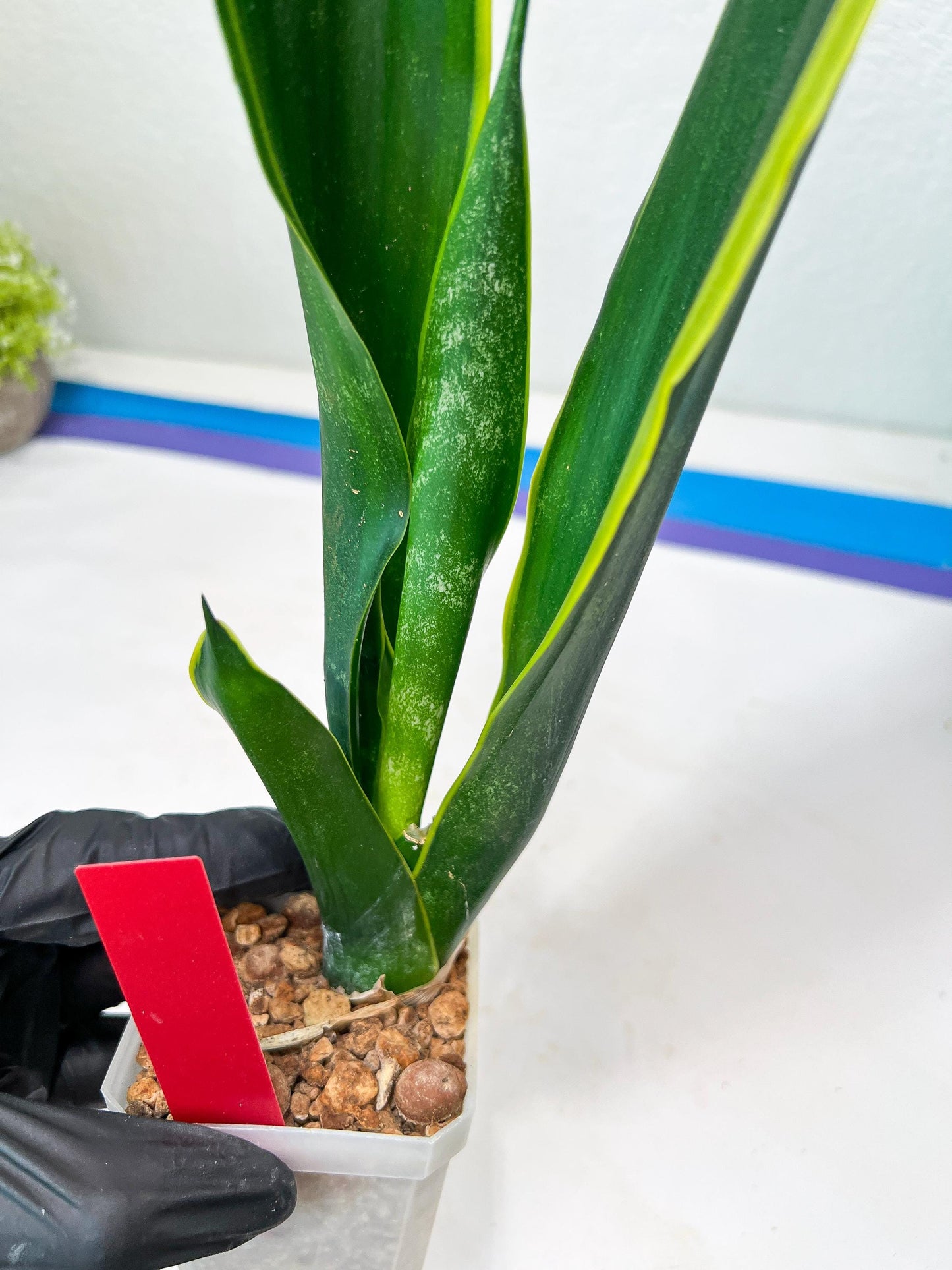 Sansevieria Trifasciata Lillian True Oil (G2) | Imported Plants