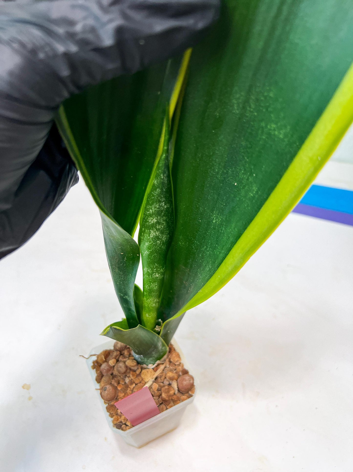 Sansevieria Trifasciata Lillian True Oil (G2) | Imported Plants