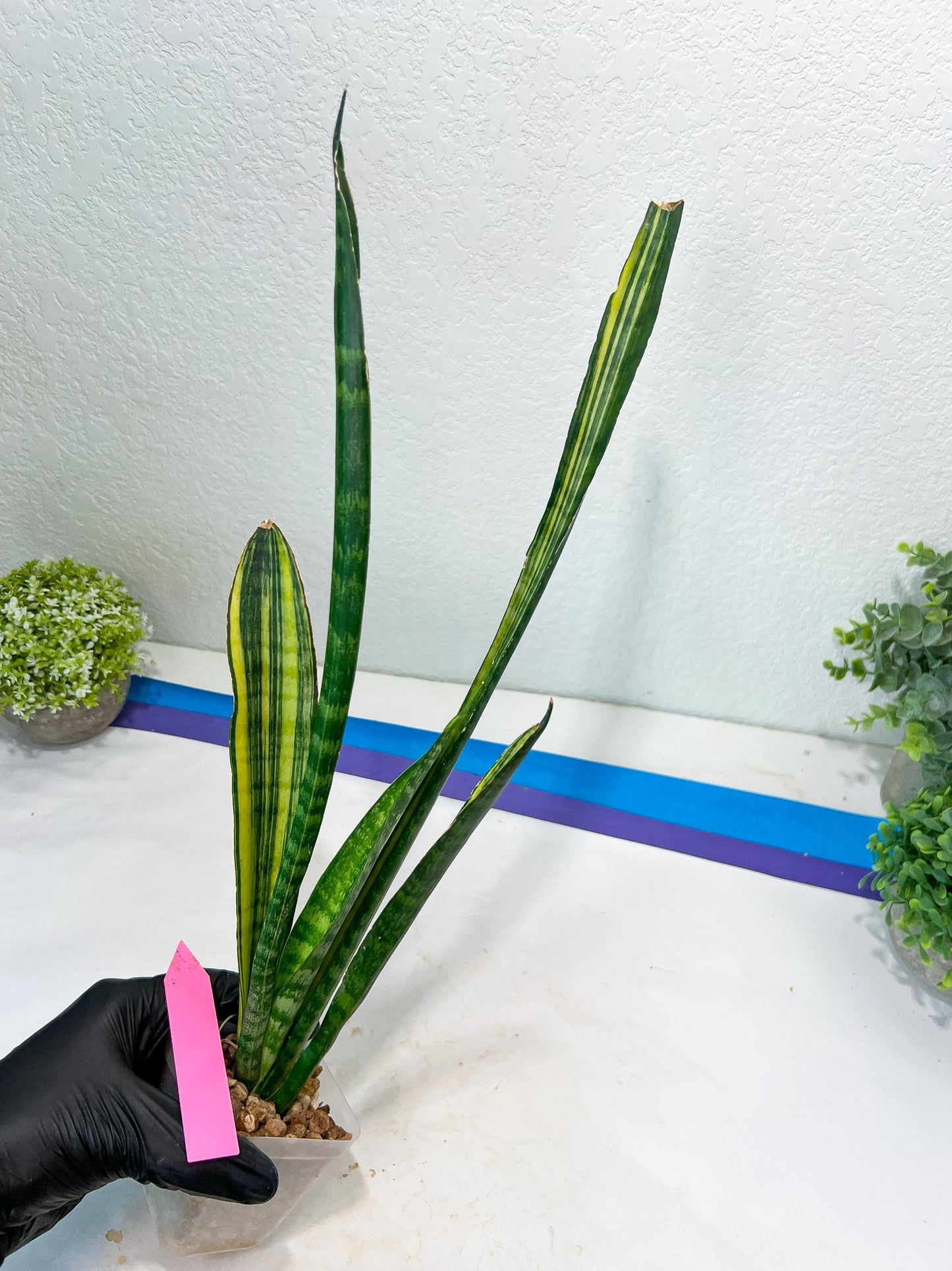 Sansevieria Trifasciata Parva Stick Var | Imported Plants | Rare Hybrid Species