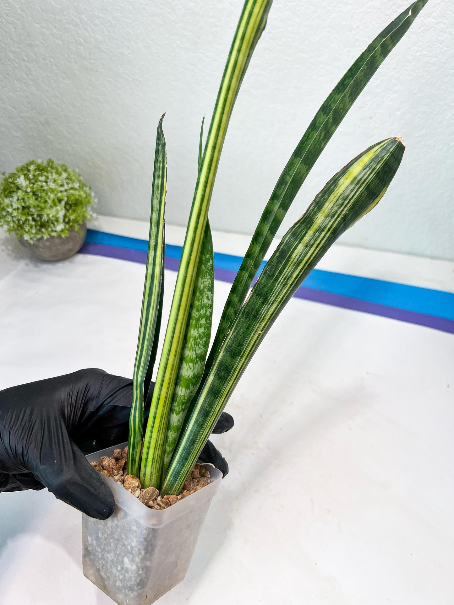Sansevieria Trifasciata Parva Stick Var | Imported Plants | Rare Hybrid Species