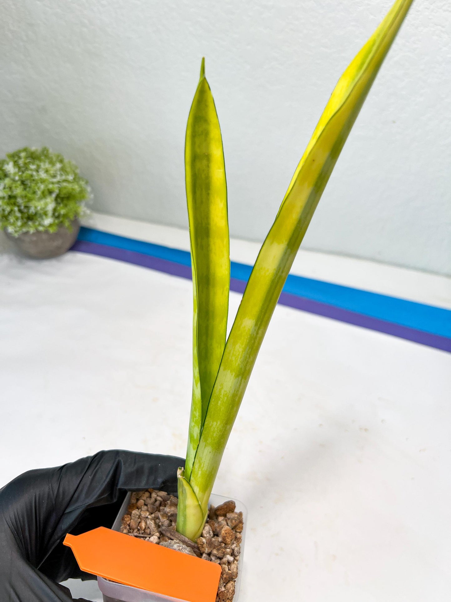 Sansevieria Trifasciata Parva Stick Var (G-R) | Imported Plant