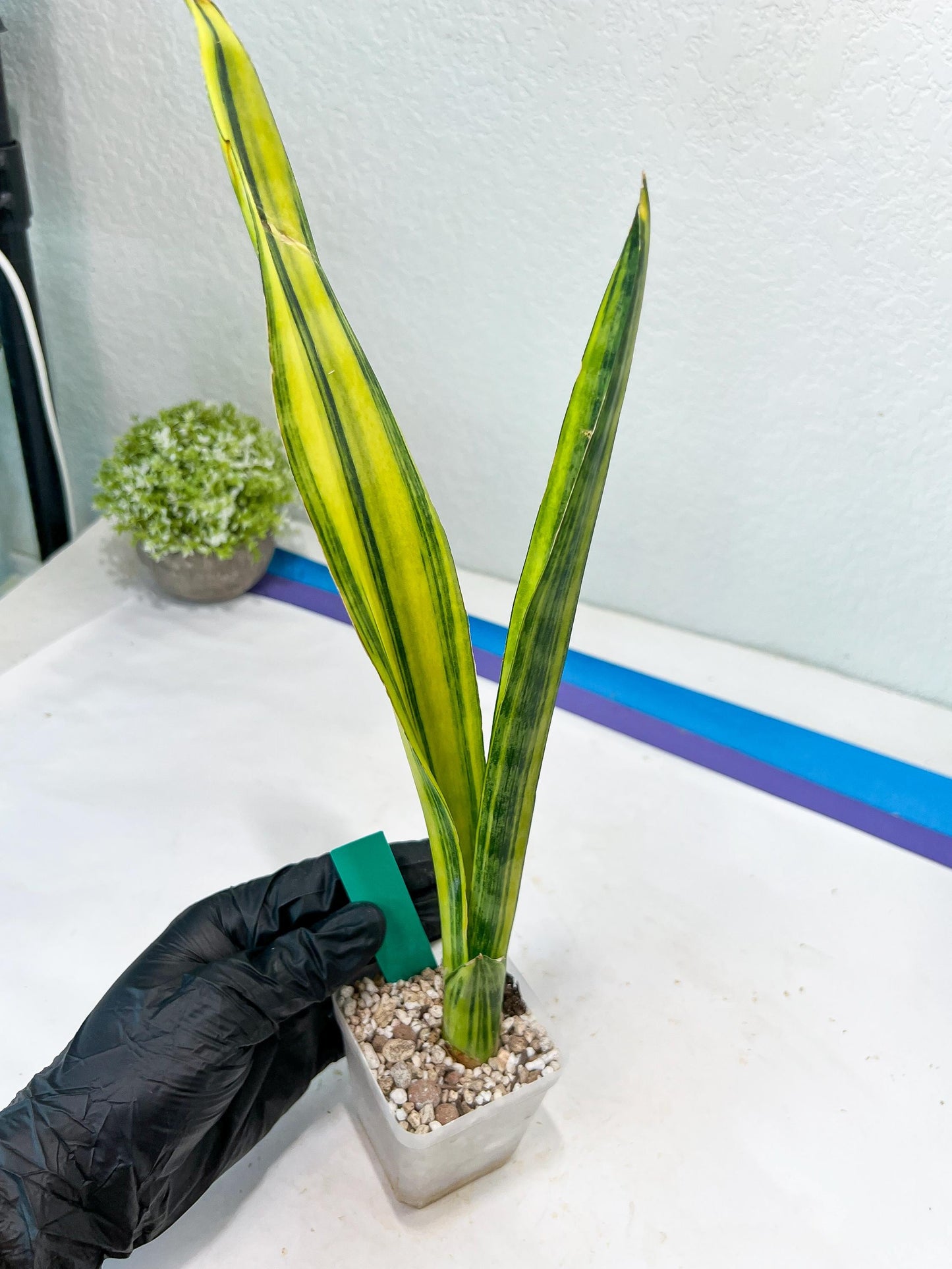 Sansevieria Trifasciata Parva Stick Var (G) | Imported Plant