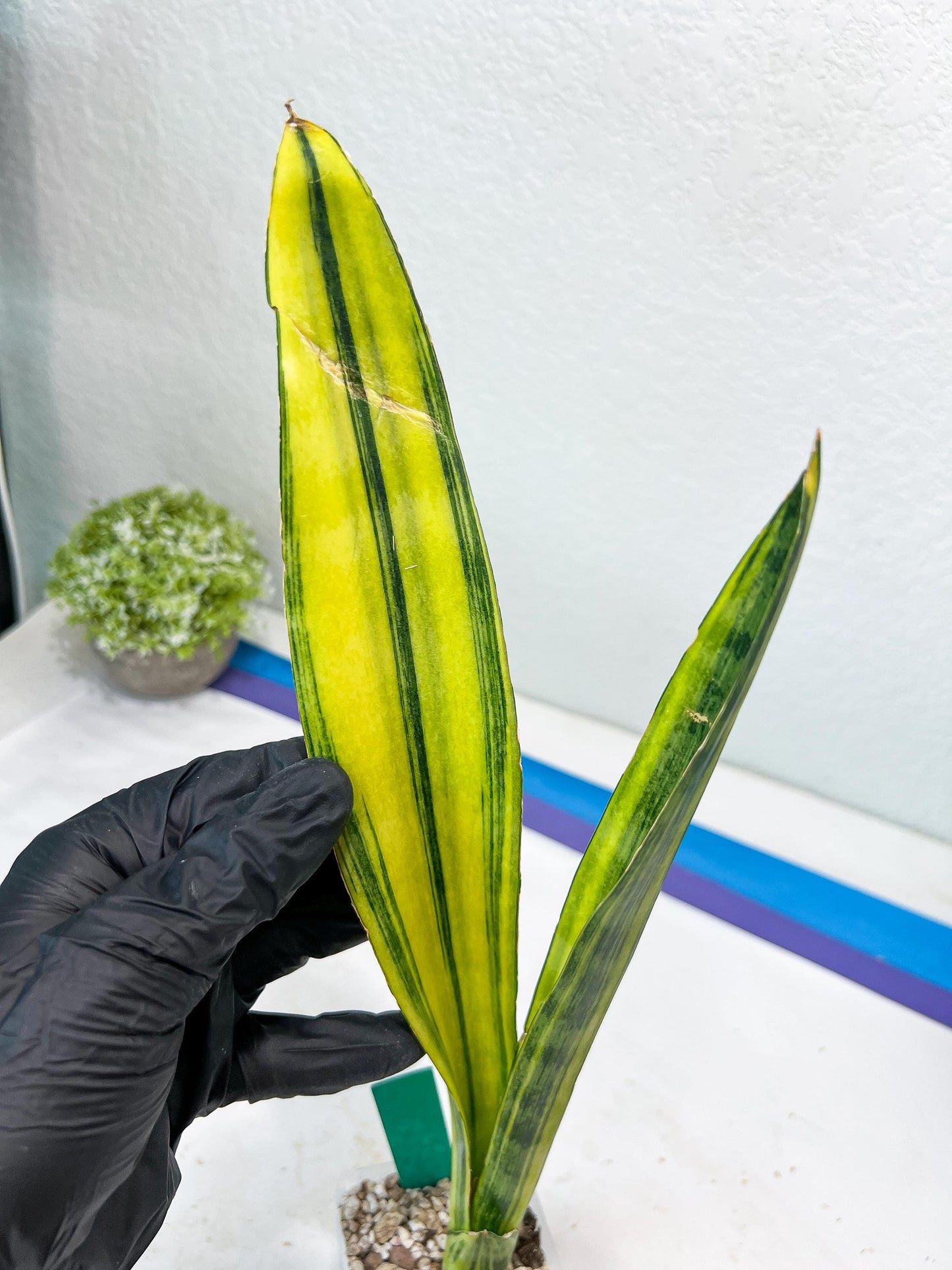 Sansevieria Trifasciata Parva Stick Var (G) | Imported Plant