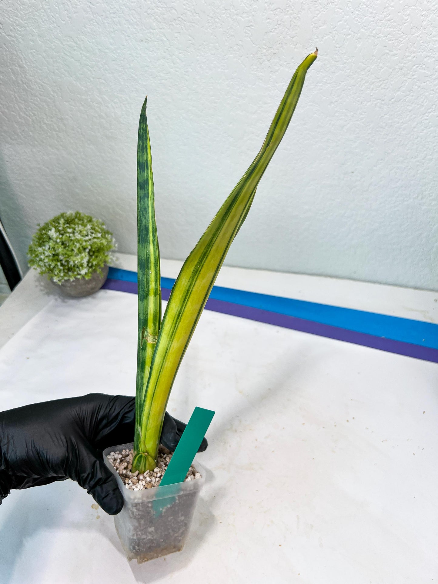 Sansevieria Trifasciata Parva Stick Var (G) | Imported Plant