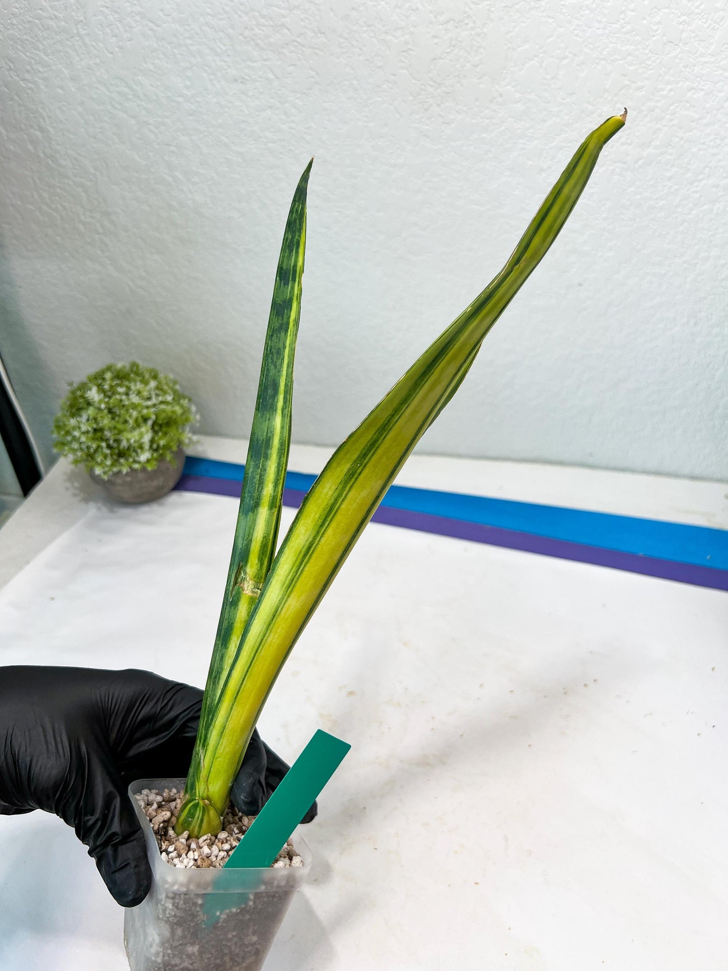 Sansevieria Trifasciata Parva Stick Var (G) | Imported Plant