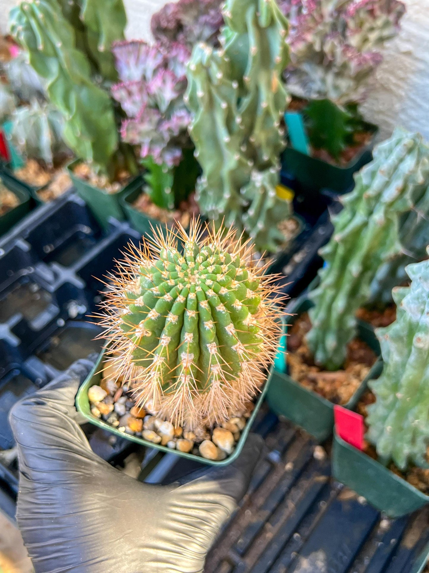Trichocereus grandiflorus (C2) (G15) | 3.5Pot