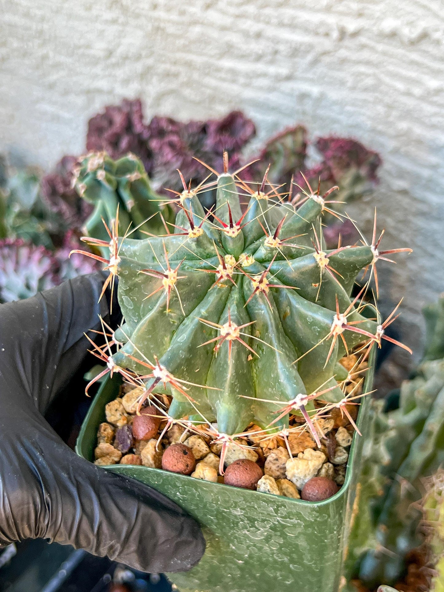 Ferocactus Gracilis Sub Gatesii (C2) (G14) | 3.5Pot