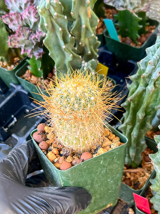 Echinofossulocactus Albatus (C2) (G12) | 3.5Pot