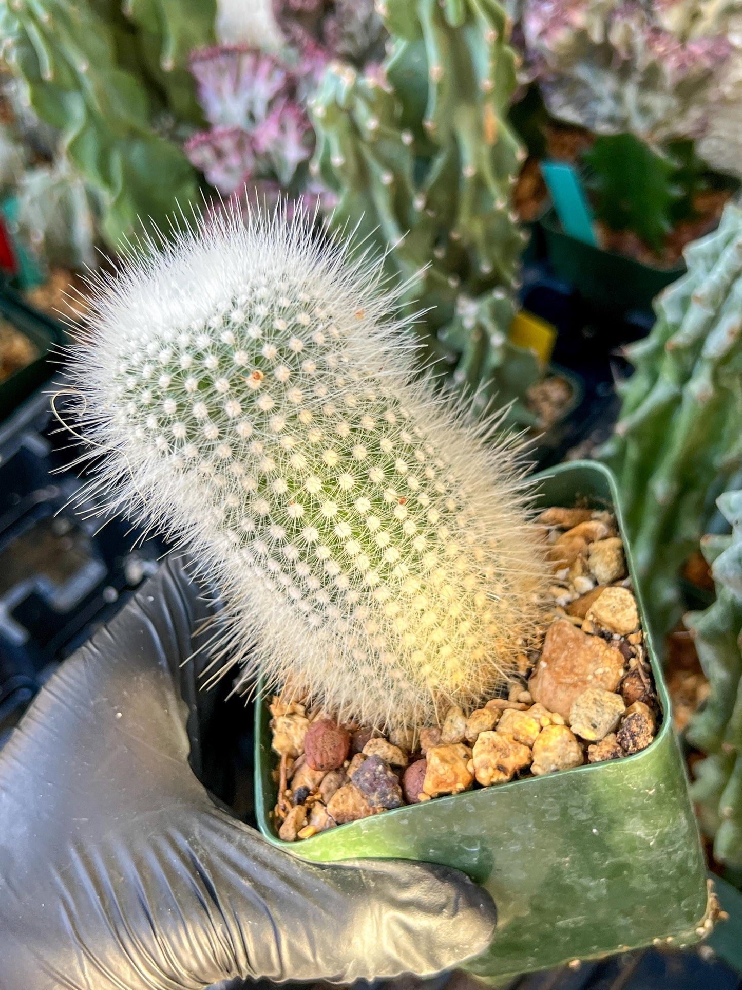 Notocactus rudibuenekeri albissimo (C2) (G11) | 3.5Pot