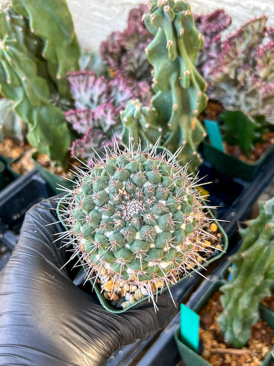 Mammilaria Hertichiana (C2) (P8) | 3.5Pot