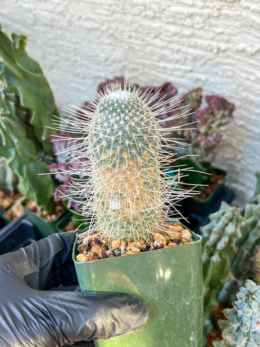 Mammillaria Geminispina (C2) (P7) | 3.5Pot