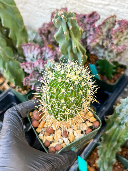 Echinofossulocactus Longispinus (C2) (P1) | 3.5Pot