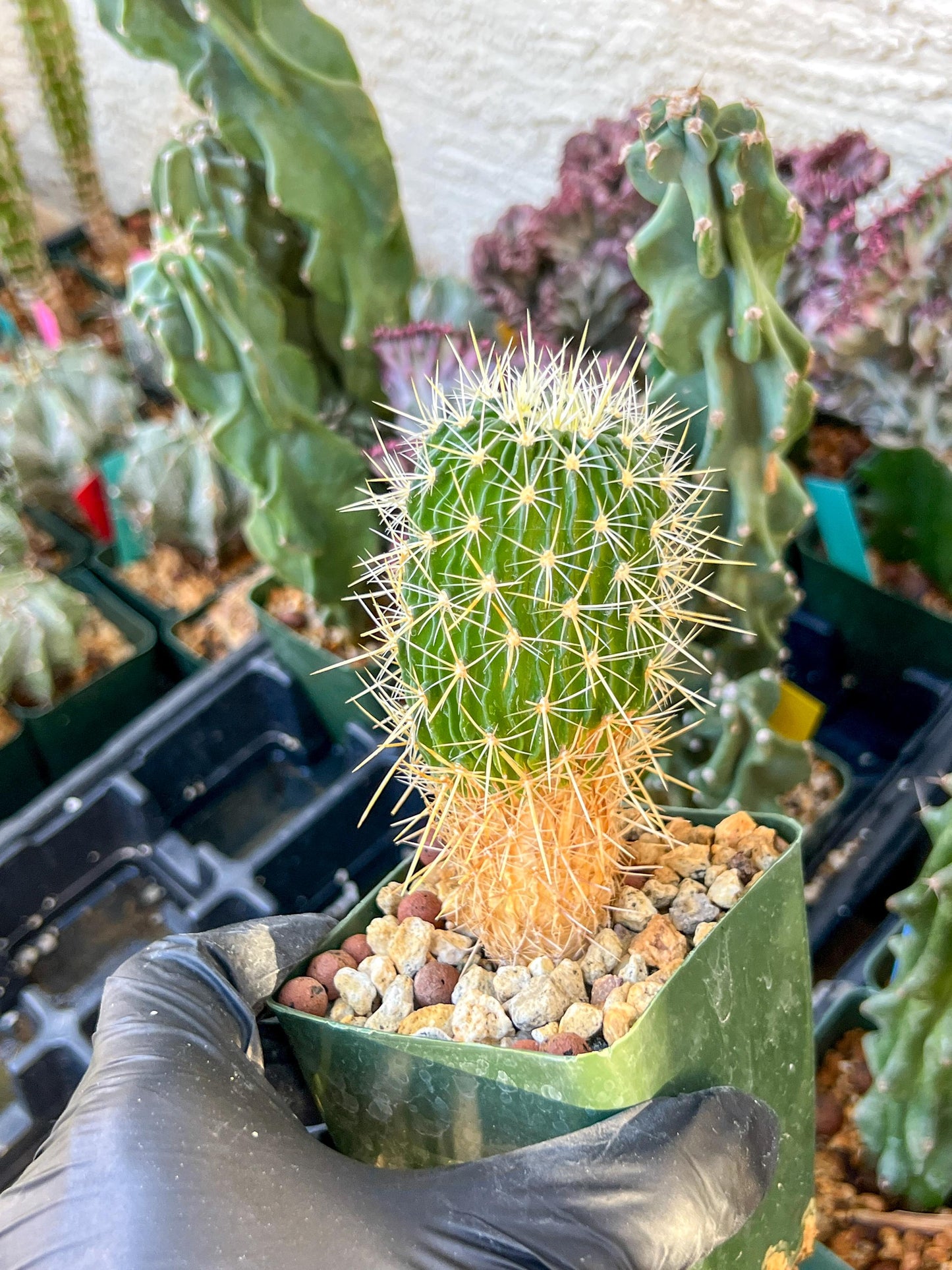 Echinofossulocactus Longispinus (C2) (P1) | 3.5Pot